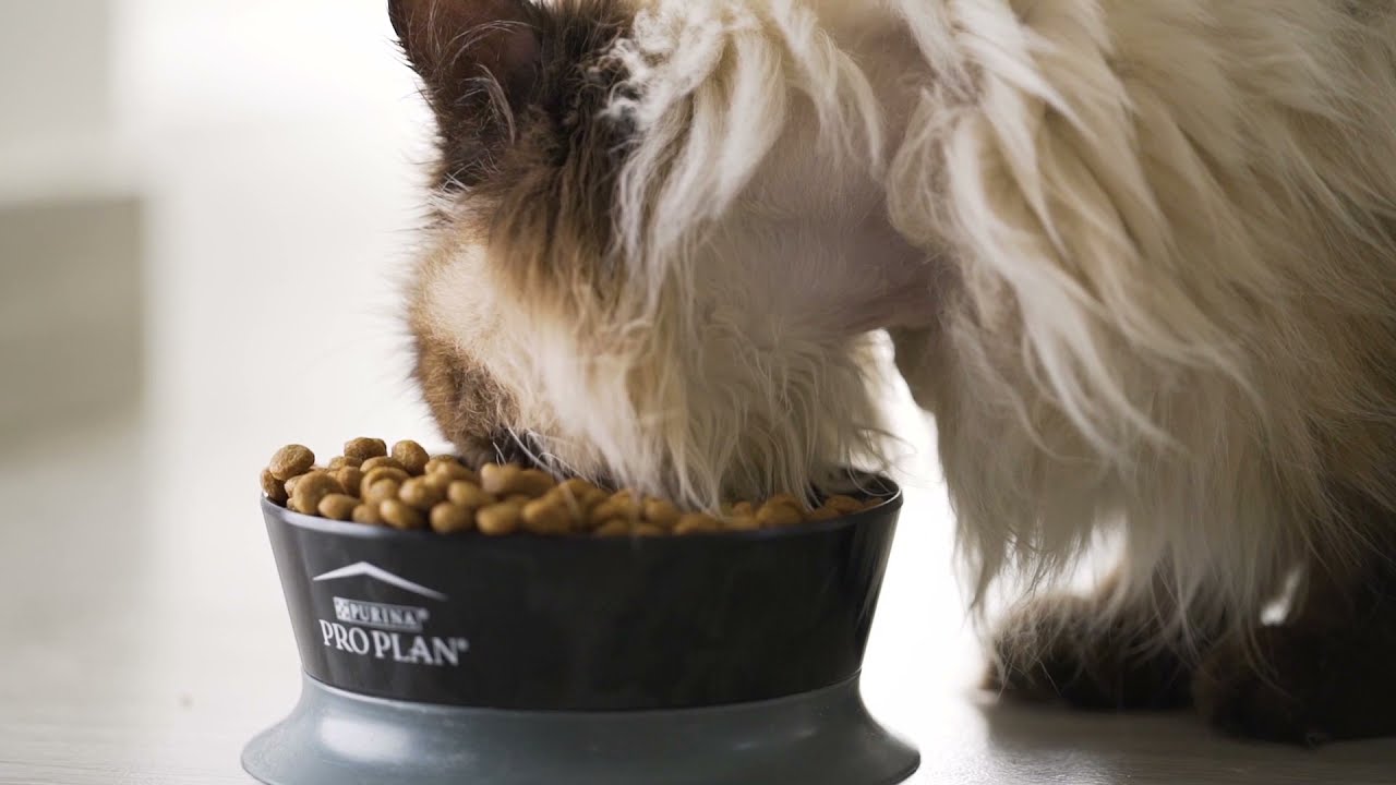 Experto Pet Friendly, trabajo de MATIZ