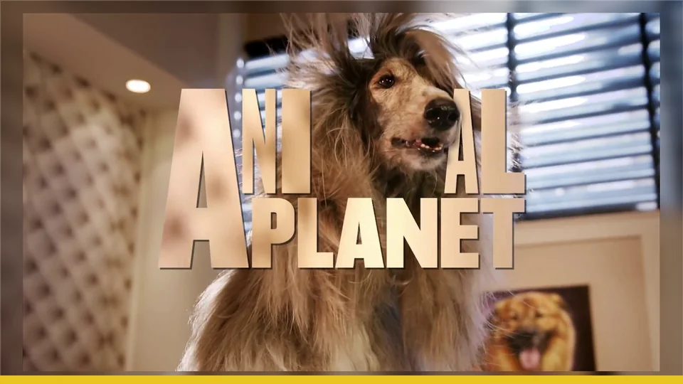 Renault Pet Friendly, trabajo de MATIZ